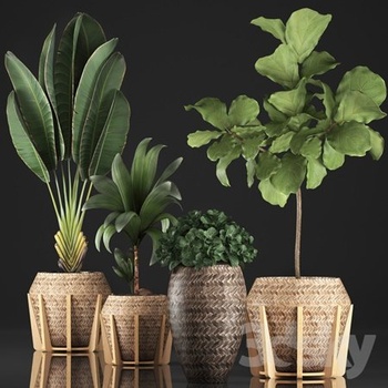 DesignOptimal Plant collection 348