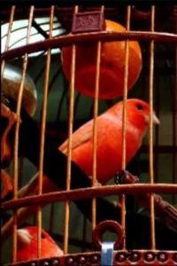 BBC R3 Production James Saunders Birdsong