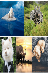 Beautiful Animal Wallpaper 5k 26