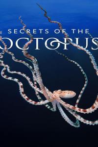 Secrets of the Octopus S01E01 480p x264 RUBiK