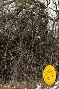 Berliner Philharmoniker Rachmaninoff Symphonic Dances 2024 24Bit 96kHz FLAC PMEDIA