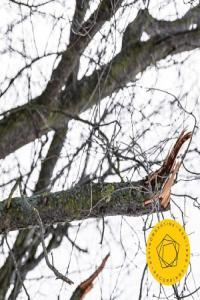 Berliner Philharmoniker Rachmaninoff Symphony No 2 2024 24Bit 96kHz FLAC PMEDIA